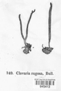 Clavaria rugosa image